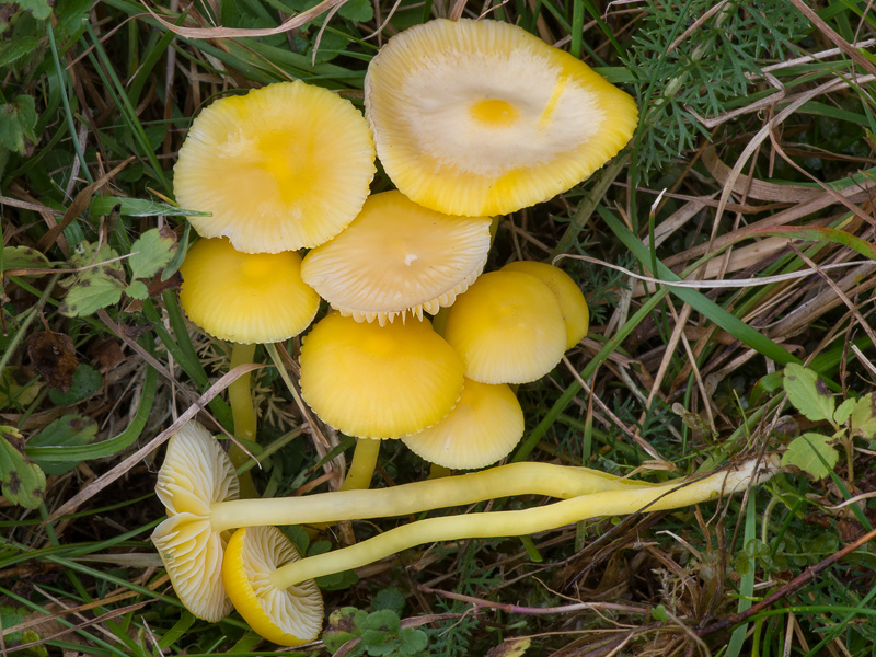 Hygrocybe ceracea